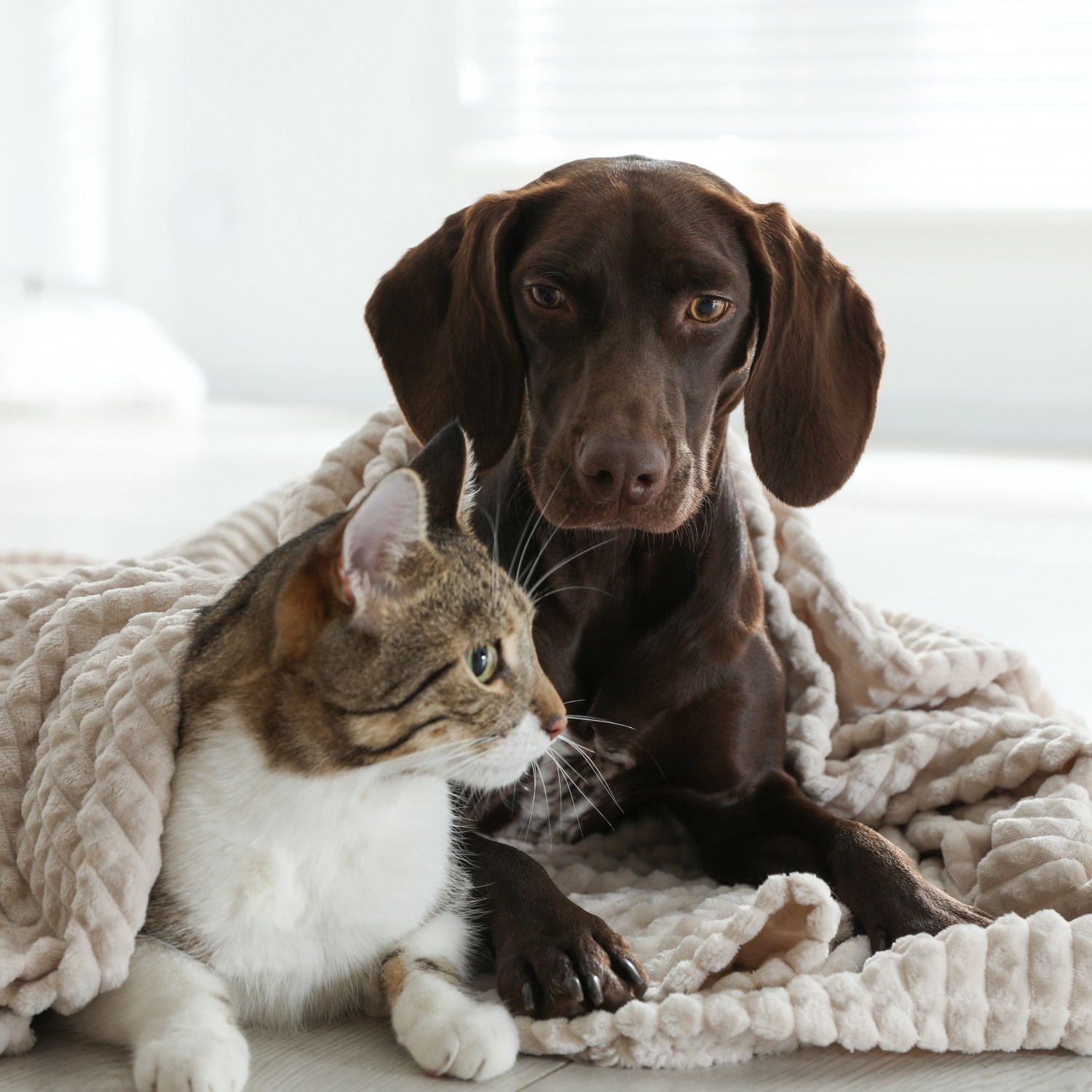 Brown Dog and Cat Snuggled in Blanket - Surgery & Anesthesia