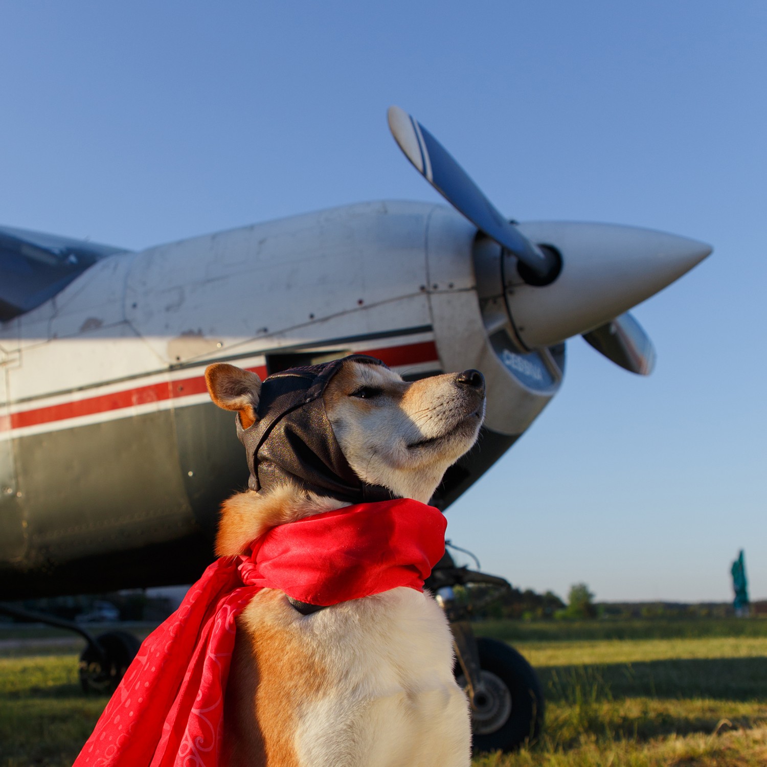 Dog in aviation gear next to plane - Health Certificates