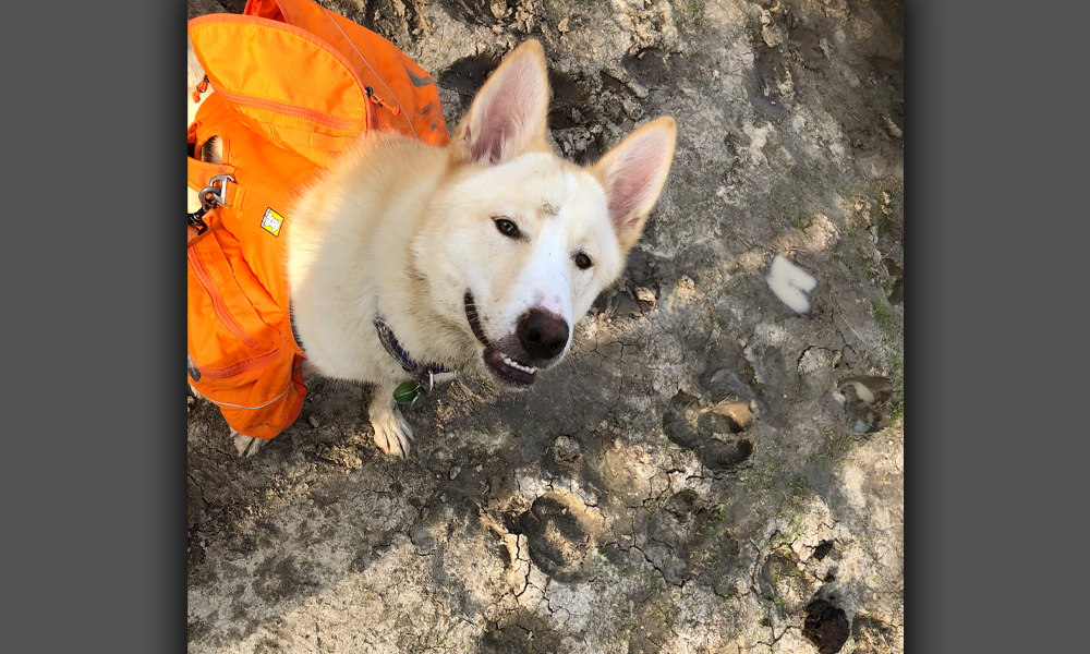 Tan dog in orange coat looking at the camera