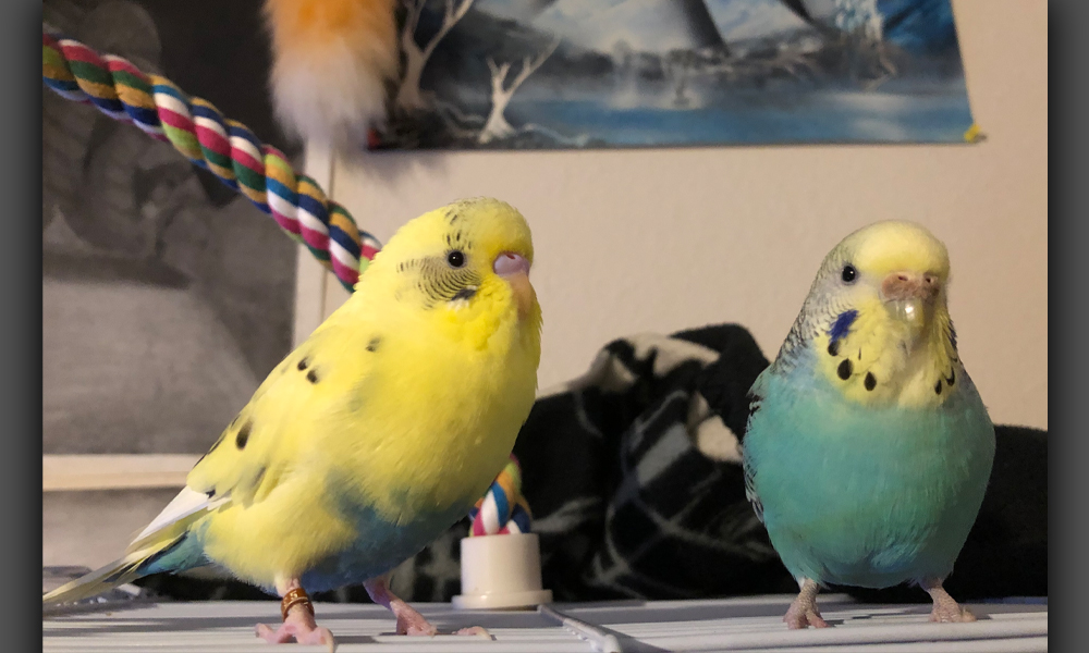 Two small pet birds sitting together with multicolored rope toy