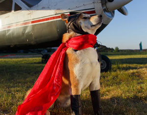 Dog & cape