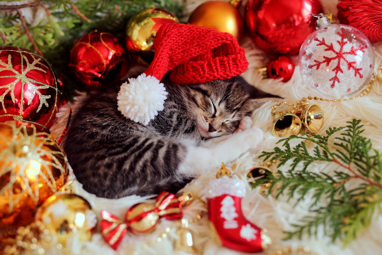 Kitten asleep under tree