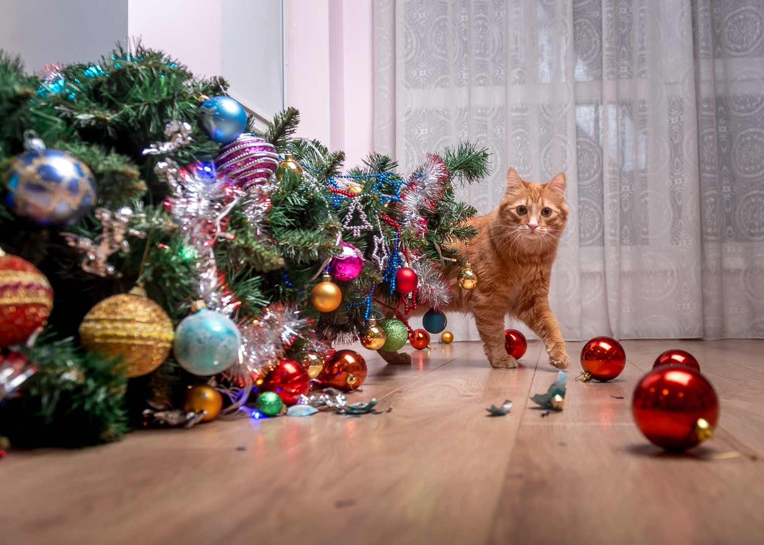 Cat with tree knocked down