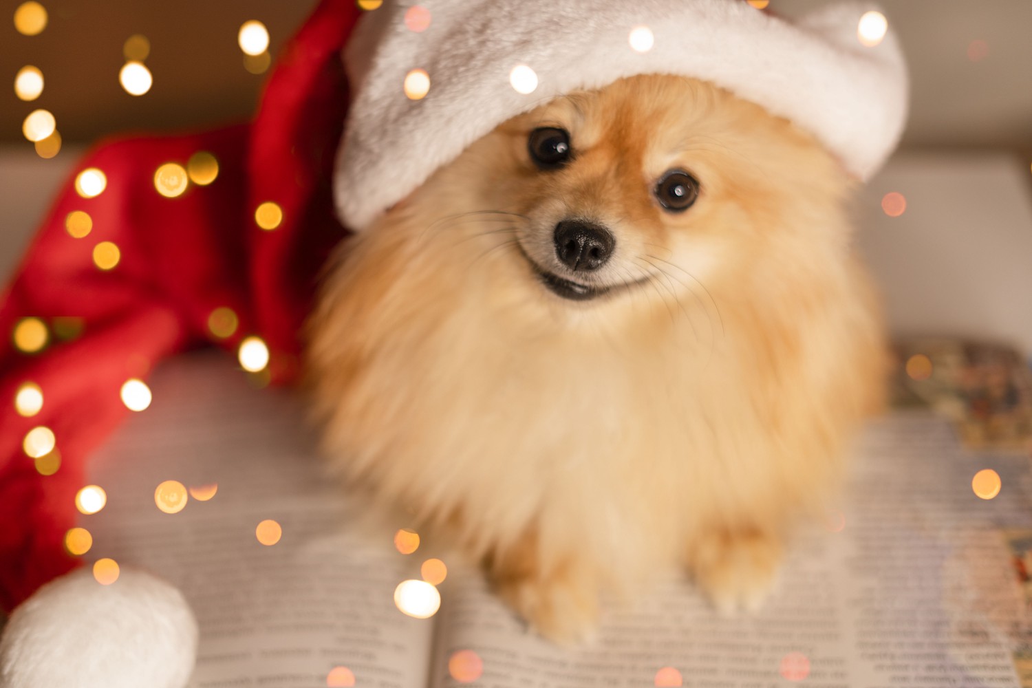 Pomeranian with santa hat