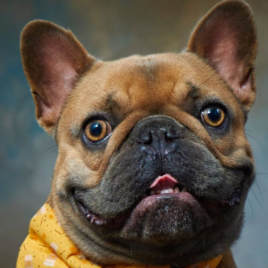 Frenchie - Preventative Care
